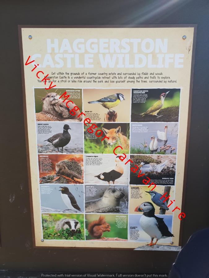 Haggerston Castle Tower Lawn Hire Otel Berwick Upon Tweed Dış mekan fotoğraf
